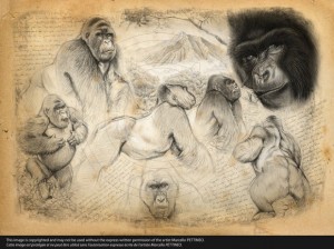 193-gorille de montagne(1500)_1 (Copier)