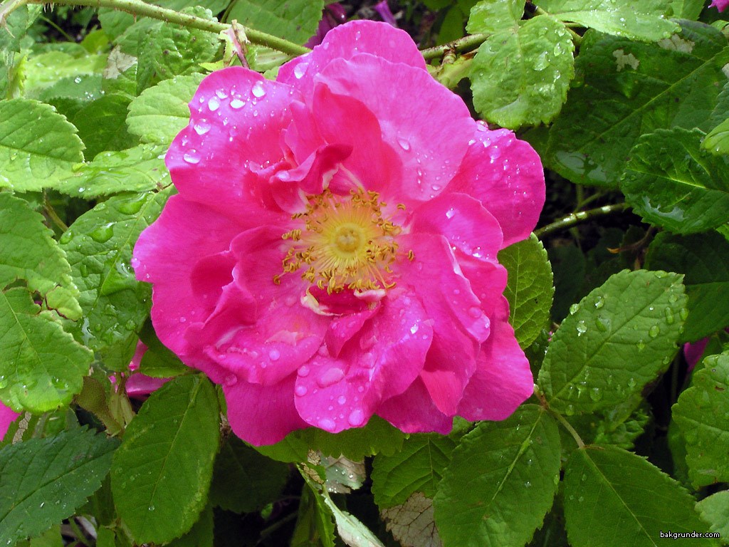 rosa-damascena-bifera (Copier)