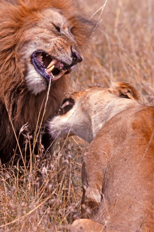 leoni-300-picc-copier (Copier)