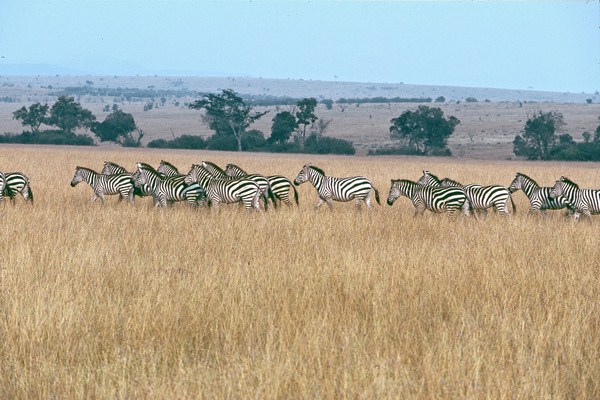 zebre-di-bohem-picc-copier