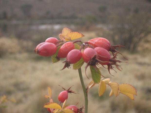 frutos©DR Rosazucena - 1 (Copier)