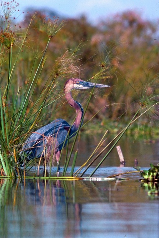 ardea-goliath-picc-copier (Copier)