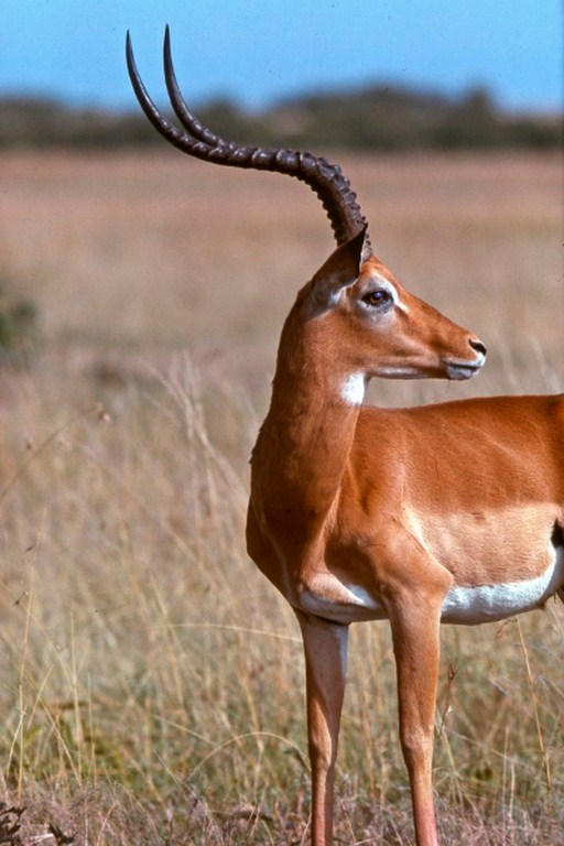 impala-maschio-ph-piccolo-copier (Copier)