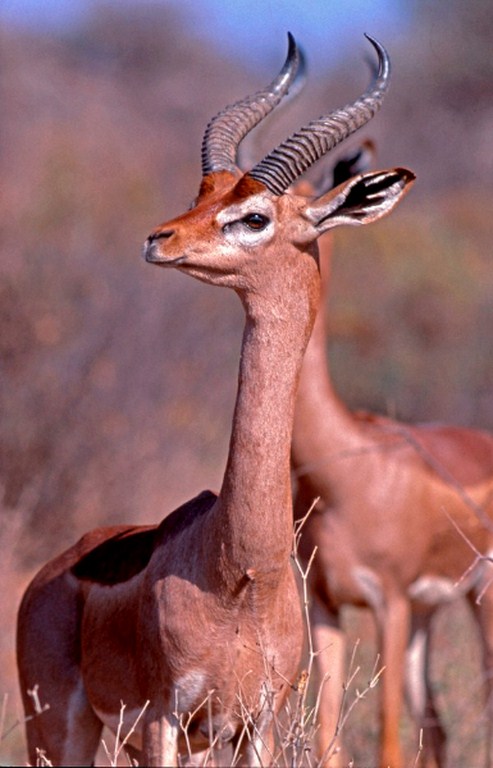 n-gerenuk-300-piccola-copier (Copier)