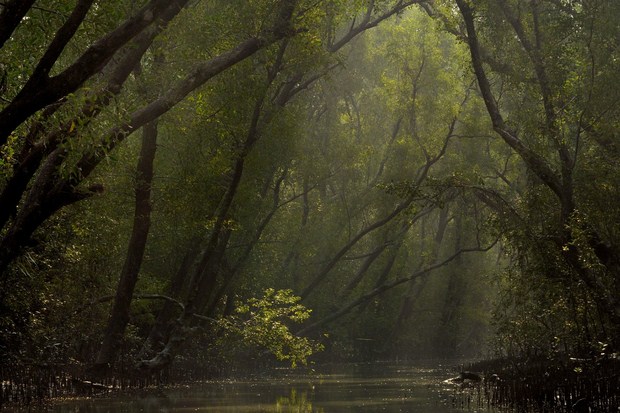 Les Sundarbans, la plus grande mangrove du monde. Golfe du Bengale.