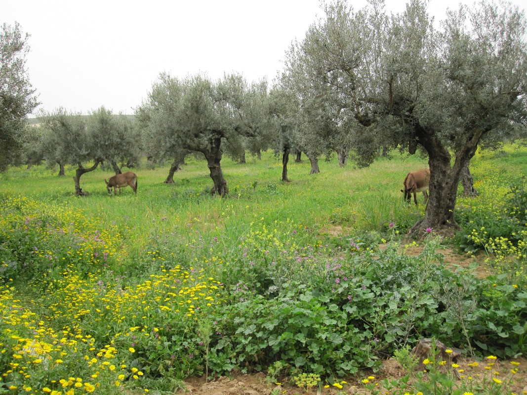 la ferme 094 (Copier)