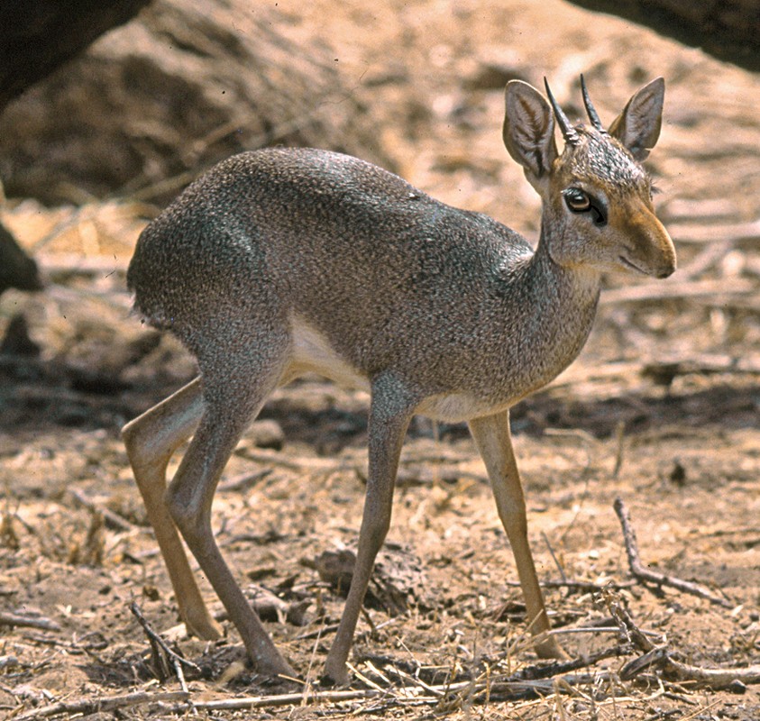 Madoqua guentheri smithi (Copier)
