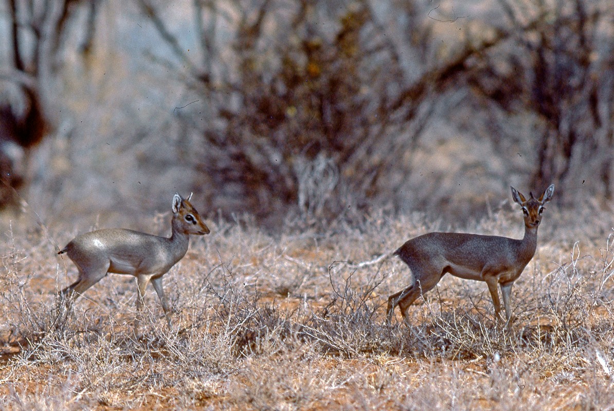 dik dik kirk coppia taglio picc (Copier)