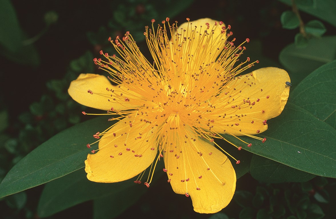 025_MILLEP_A (Copier)