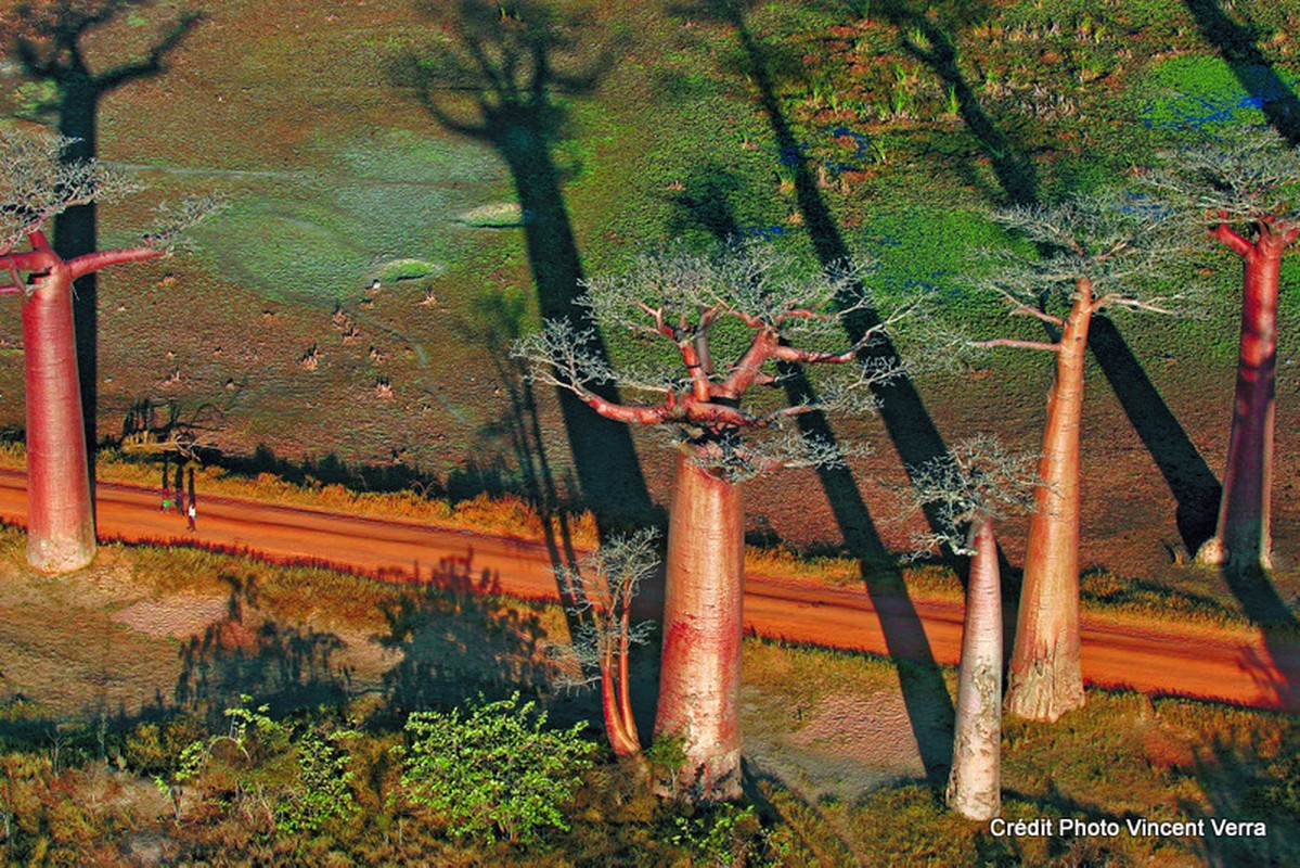 Photo 4 Baobab Avenue (Copier)