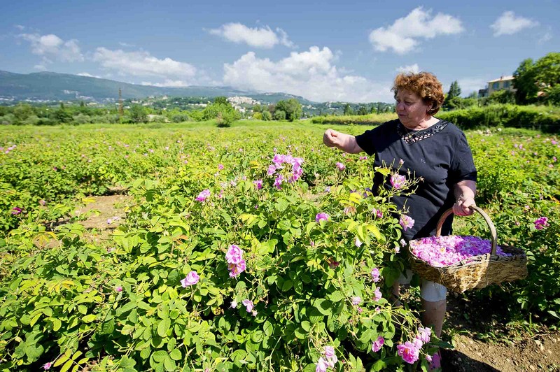 CUEILLETTE DES ROSES