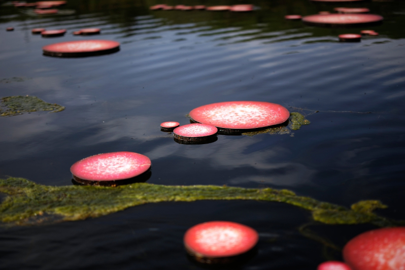 OTSancy.l Combe.Eruptio.Compains_13548