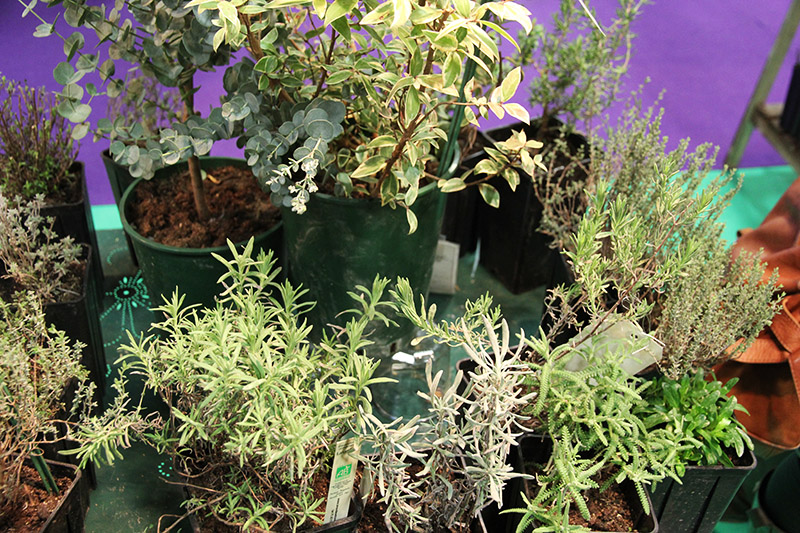 Lavandes et Compagnie3