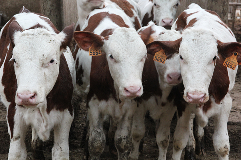 les bébés de la ferme