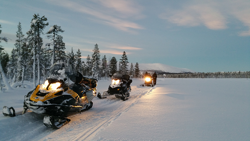 Pallas Tunturi copie