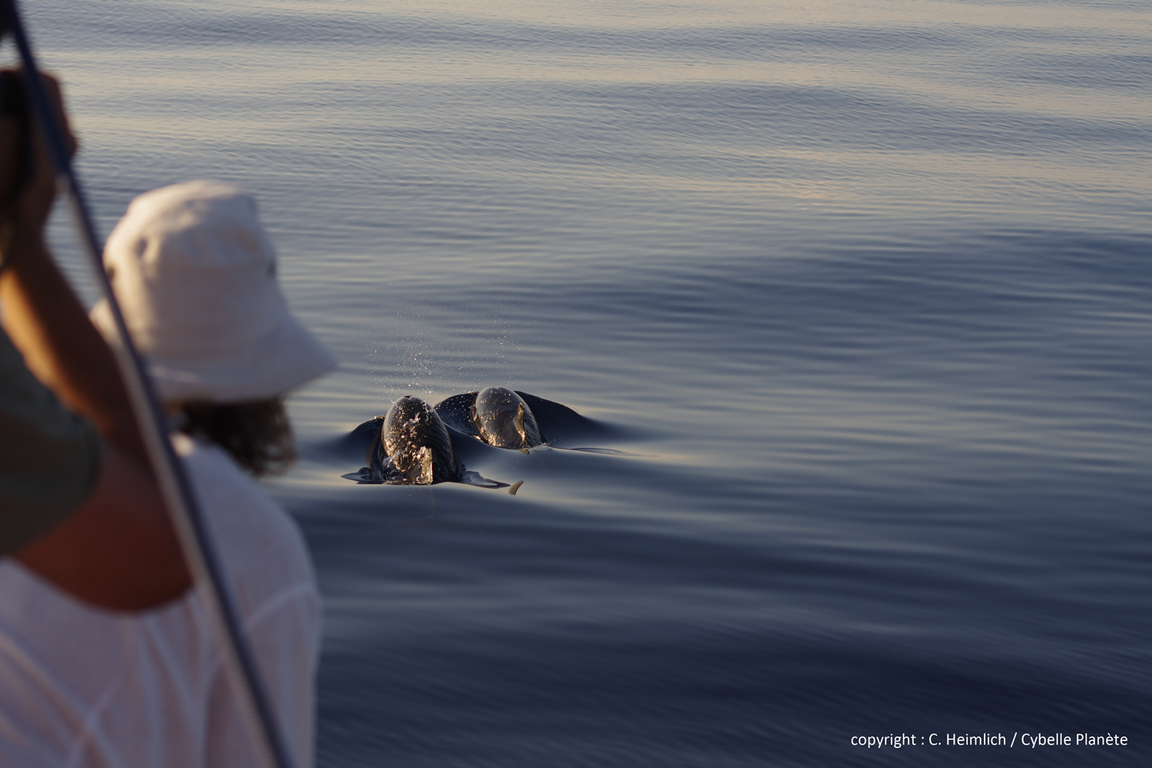 IMGP1003_heimlich (Copier)