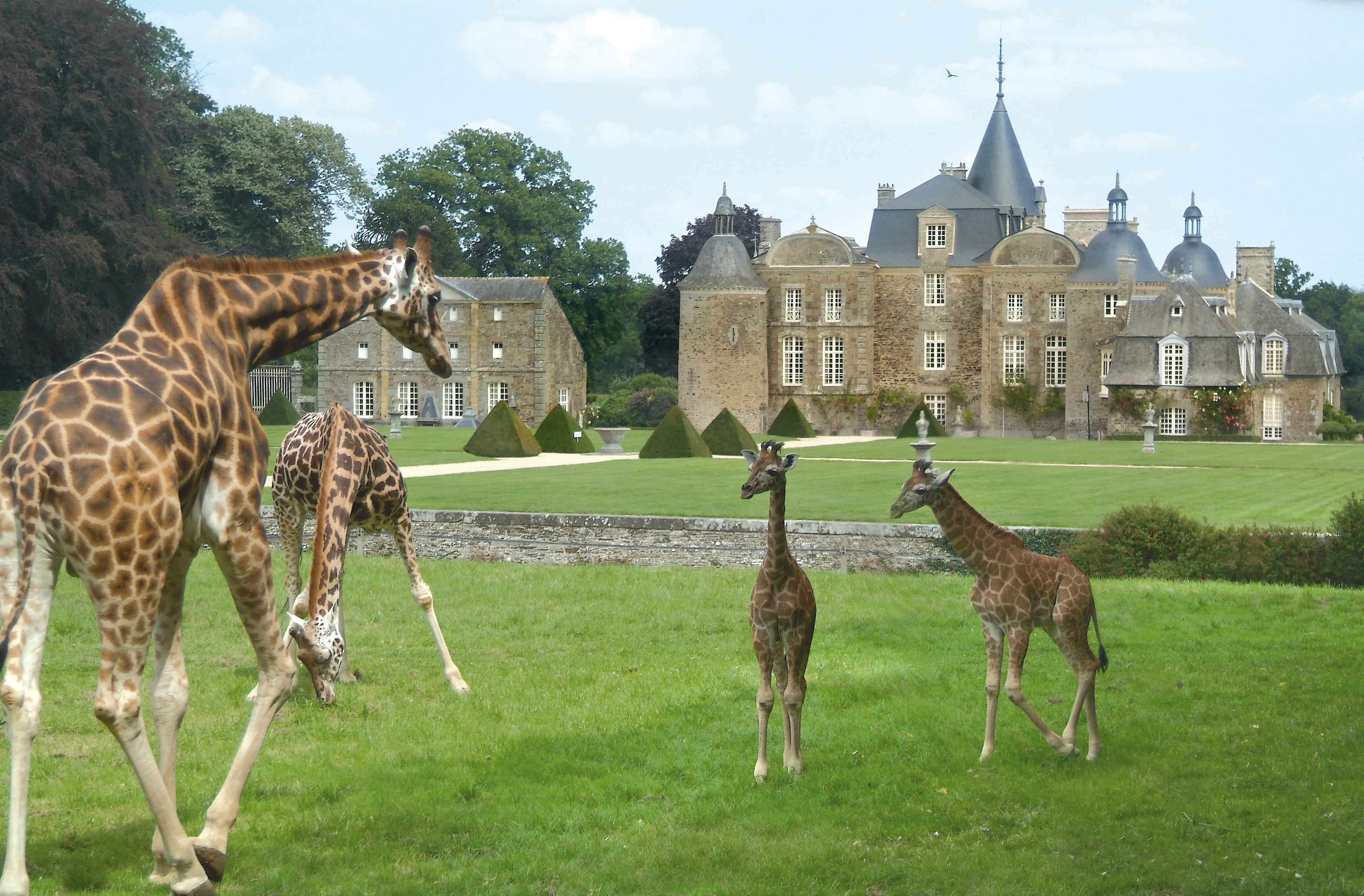 chateau-de-la-bourbansaisgirafes