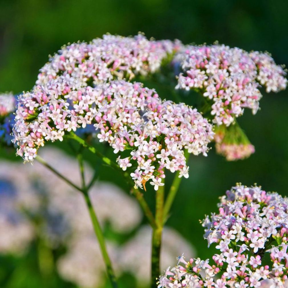 La-valeriane-Valeriana-officinalis