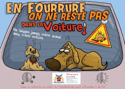 coup-de-chaleur-chien-voiture