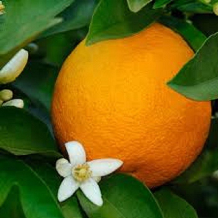 petit-grain-bigarade-bio-huile-essentielle-