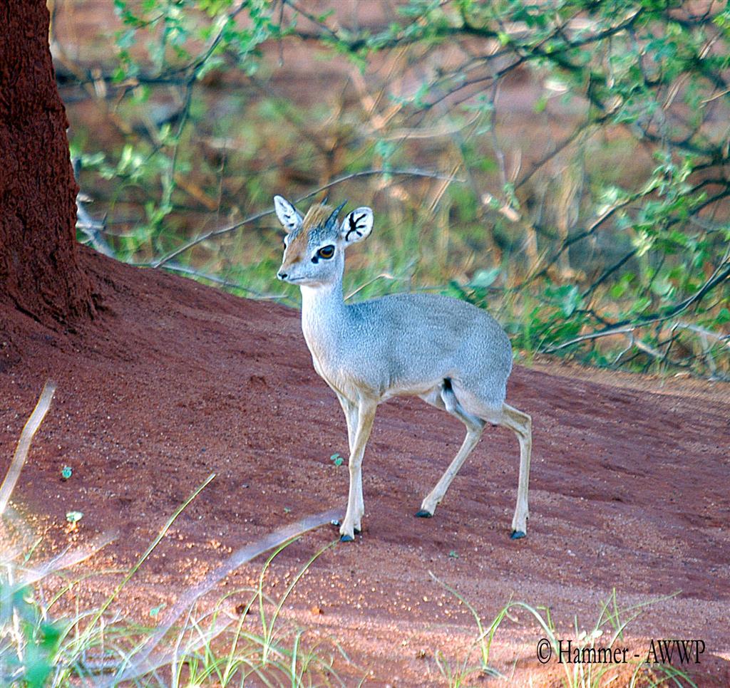 Silver Dikdik (Madoqua piacentinii) male, found in Ogaden - Photo by Catrin Hammer for AWWP (Al Wabra Wildlife Preservation) -  N.e.a.a.s.g. ( North East African [subgroup] of Antelope Specialist Group of IUCN)