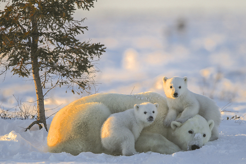 Canada-Manitoba-Churchill-Ours polaire et oursons-Photo Michel Rawicki