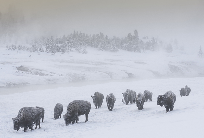  USA-Wyoming-Yellowstone-Ntl.-Park-Bisons-Photo-Michel-Rawicki-.jpg 6 mars 2016